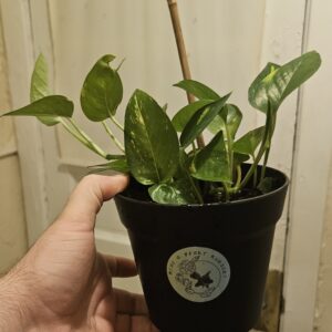 jpeg 20251124 002146 9194234857795078530.jpg