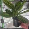lemon lime prayer plant live plant