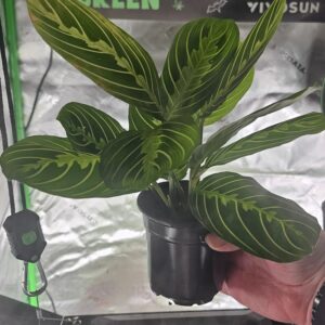 lemon lime prayer plant live plant