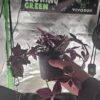 tradescantia zebrina live plant