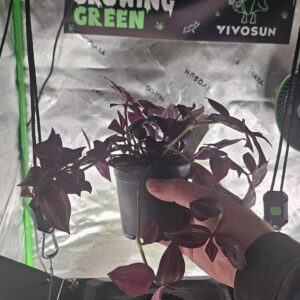 tradescantia zebrina live plant