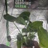 monstera deliciosa live plant