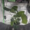 monstera deliciosa live plant