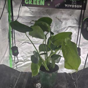 monstera deliciosa live plant