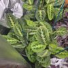 lemon lime prayer plant live plant