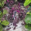 tradescantia zebrina live plant