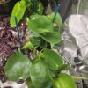 monstera deliciosa live plant