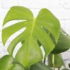 monstera deliciosa live plant