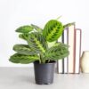 lemon lime prayer plant live plant