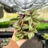 tradescantia zebrina live plant